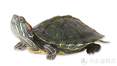 巴西彩龟品种图片