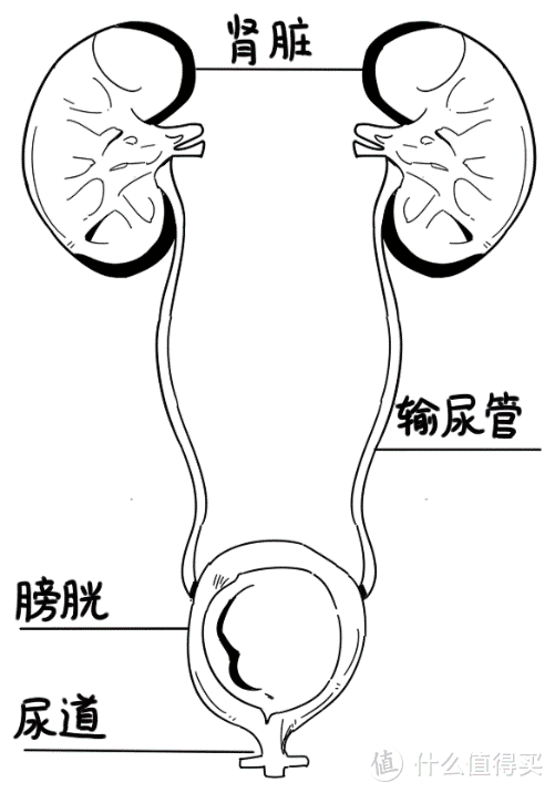 天天熬夜加班，被发现时已经尿毒症了！还能买什么保险？