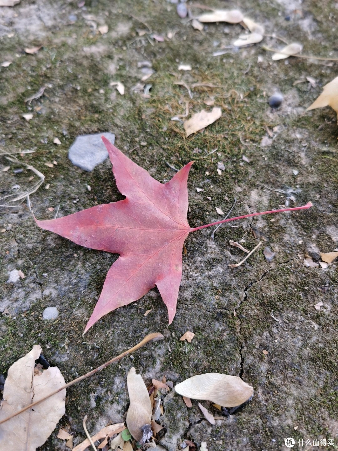 ZURU雪糕甜筒大眼萌入手晒（附北京秋日风景小记）