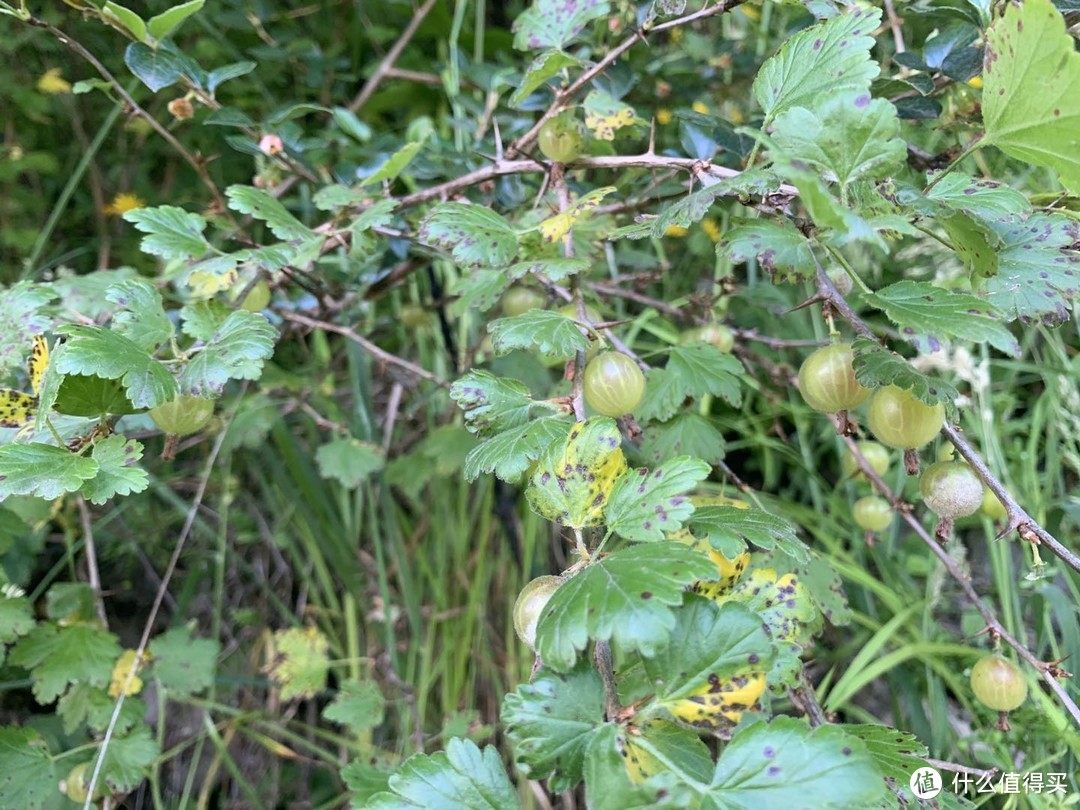 (GOOSEBERRY，鹅莓，在新西兰的步道上拍的）