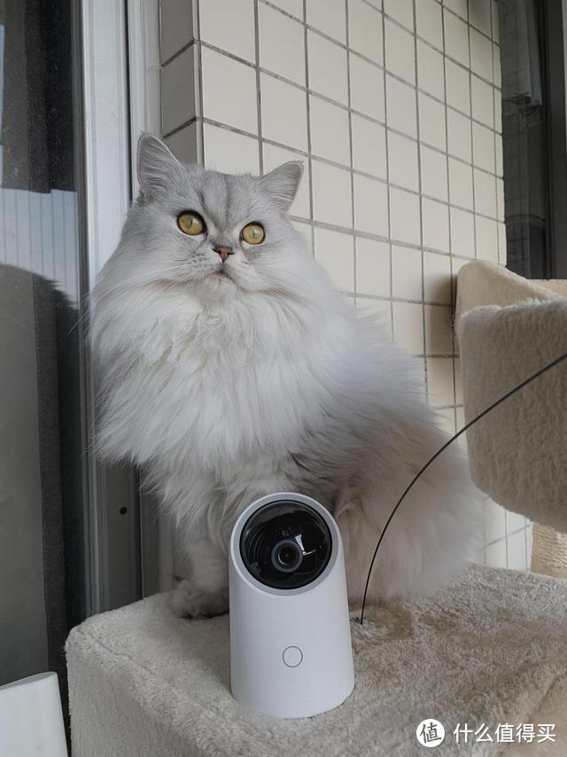 不可或缺的看猫神器，海雀AI摄像头云台超清版使用体验