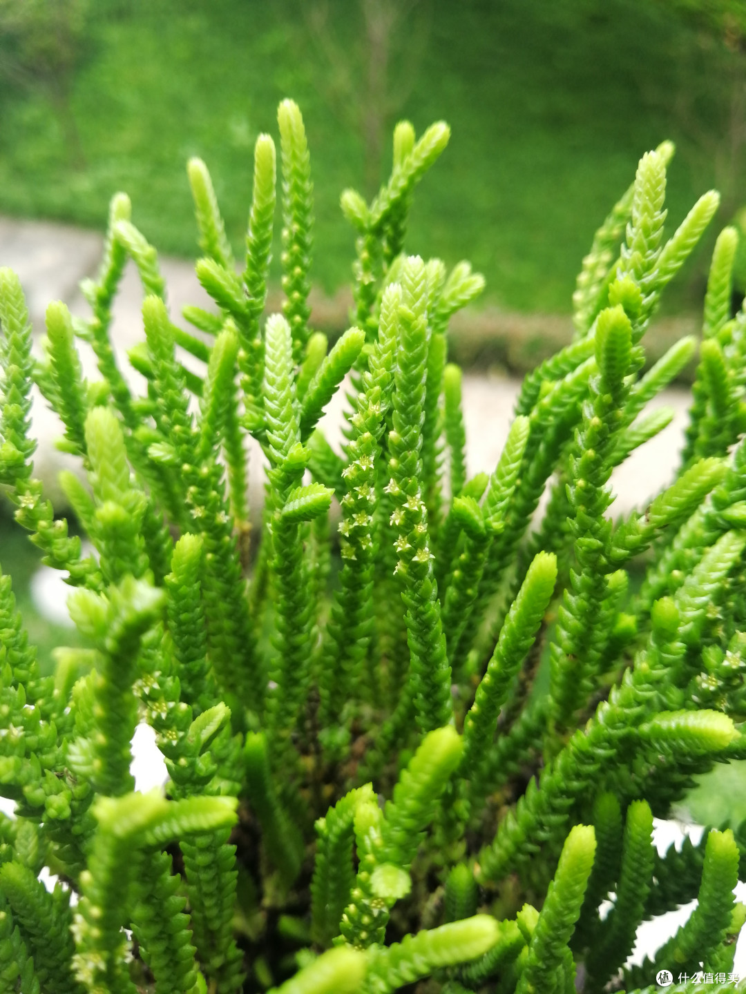 让你一绿到底的青锁龙