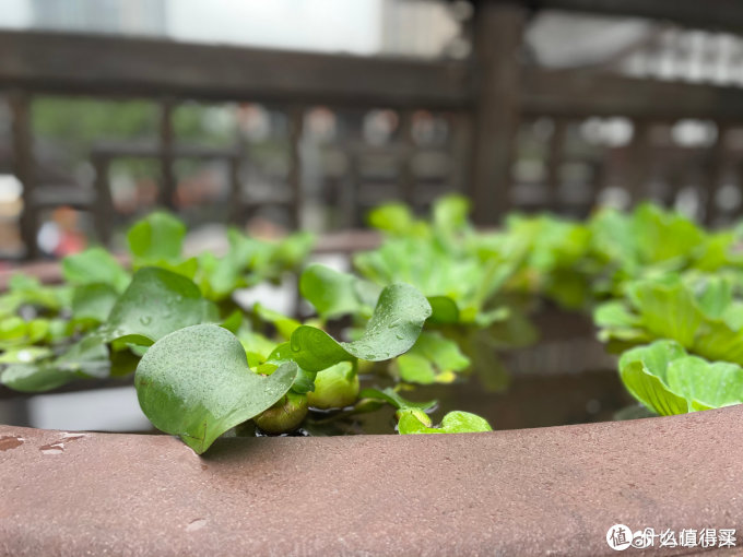 iPhone 12体验——最像iPhone的iPhone,最不Pro的Pro