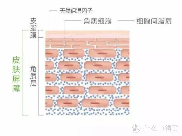 天生「油」物为何干燥脱皮？外油内干究竟是人性的扭曲还是道德的沦丧？水油平衡会是护肤的终极诉求么？