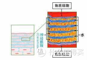 天生「油」物为何干燥脱皮？外油内干究竟是人性的扭曲还是道德的沦丧？水油平衡会是护肤的终极诉求么？