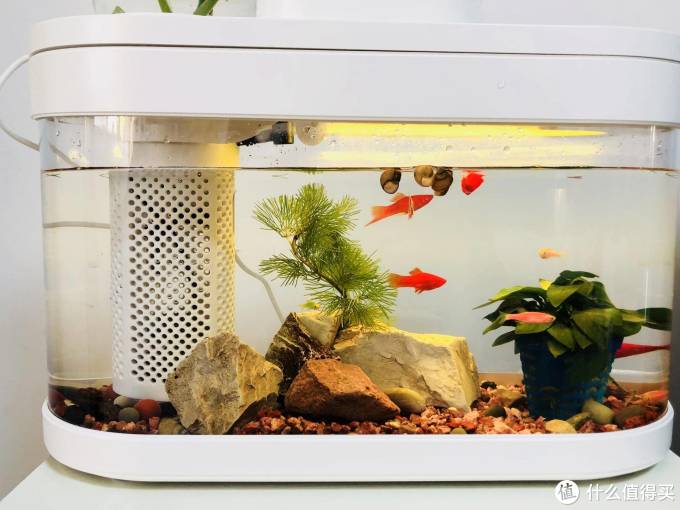 画法几何两栖生态懒人鱼缸自动喂食换水坐看鱼戏草石间懒人的养鱼乐趣