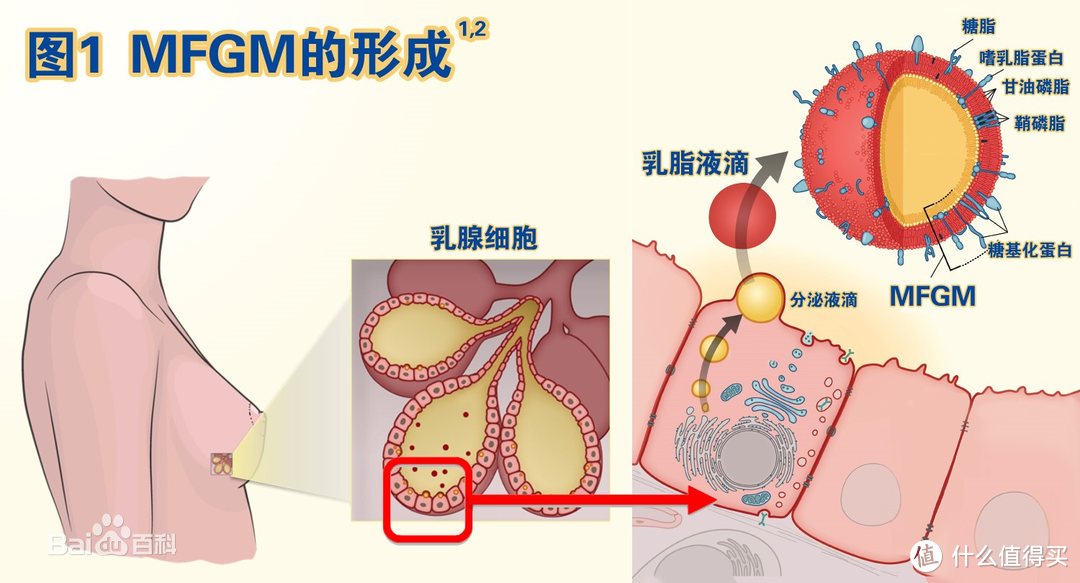 来自百度百科