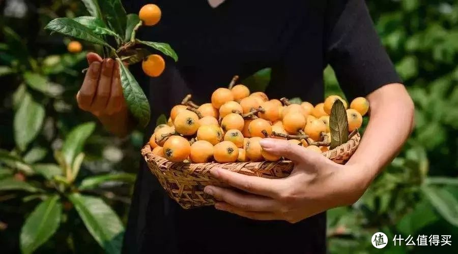 蒙自枇杷：走过一整年时光，饱饮四季，在冬天倔强成熟