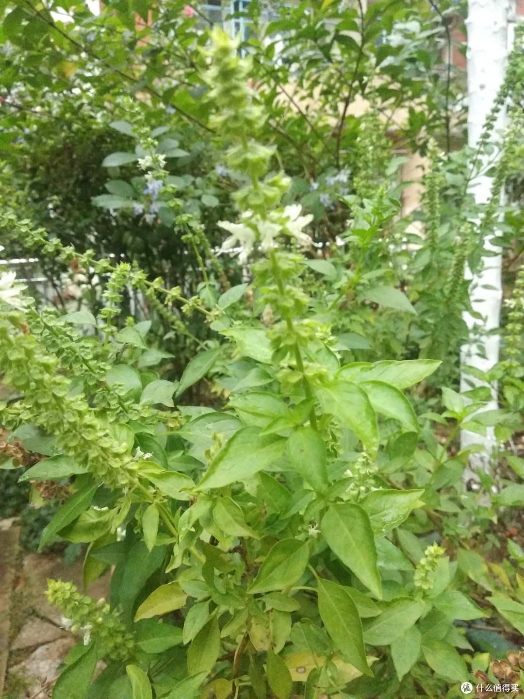 (顺带介绍一下金不换这个植物,学名罗勒,这个是院子里面野生长出来的