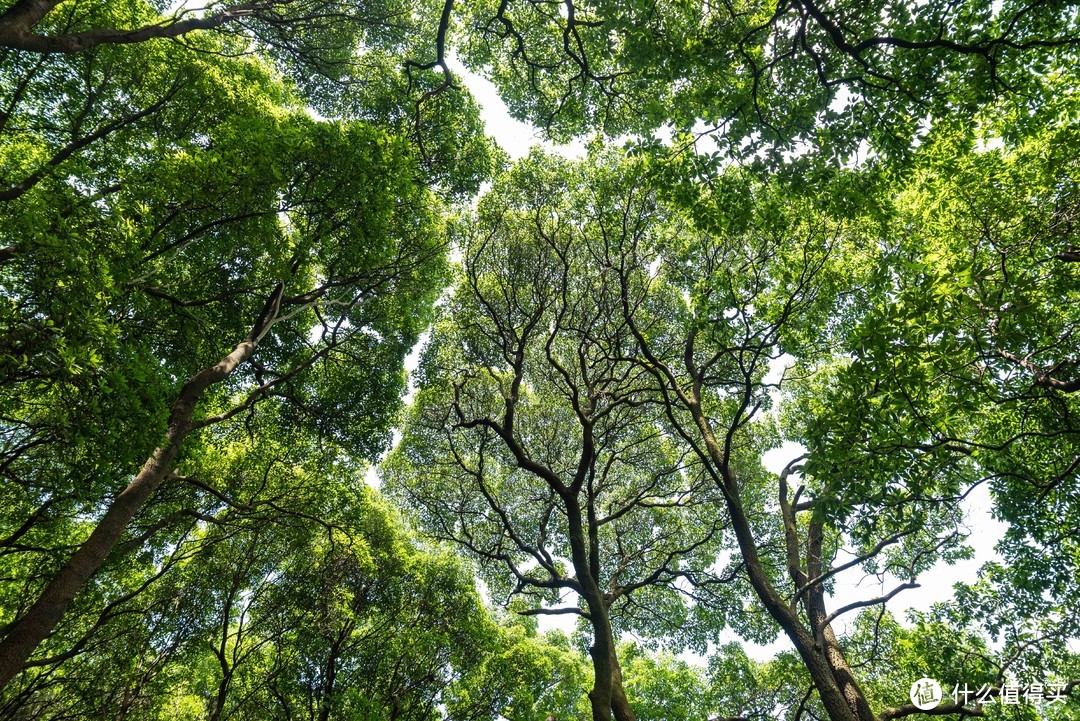 春夏秋冬又一春·广州白云山