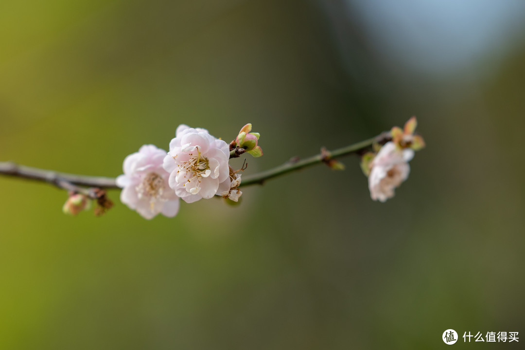 春夏秋冬又一春·广州白云山