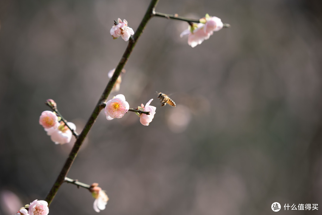 春夏秋冬又一春·广州白云山