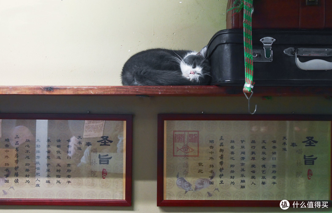 厦门猫咪博物馆的猫，奉旨睡觉