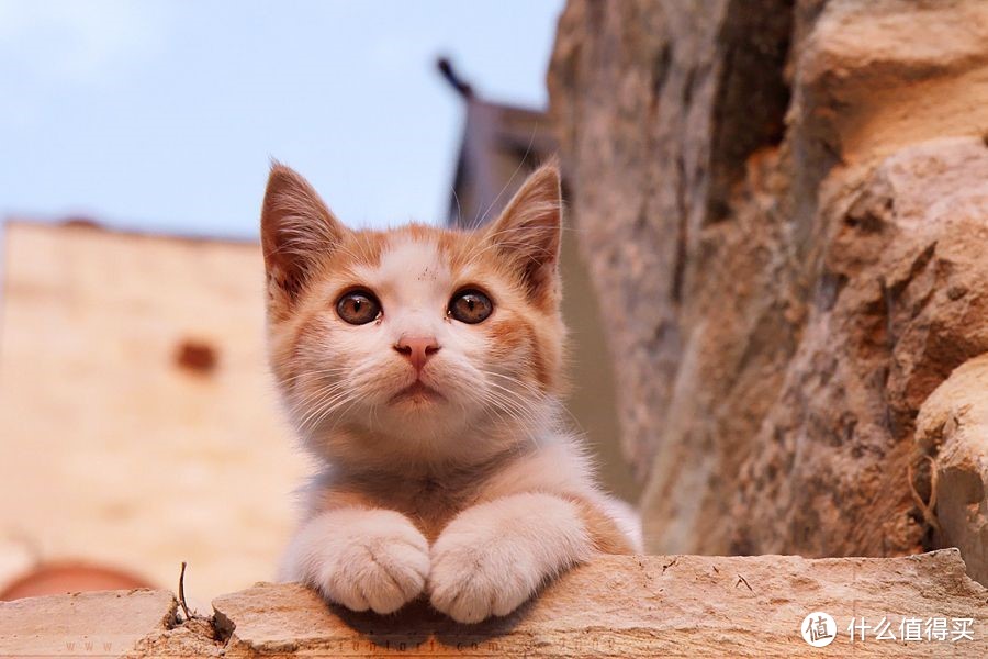 猫咪奶粉的常识，你了解吗？