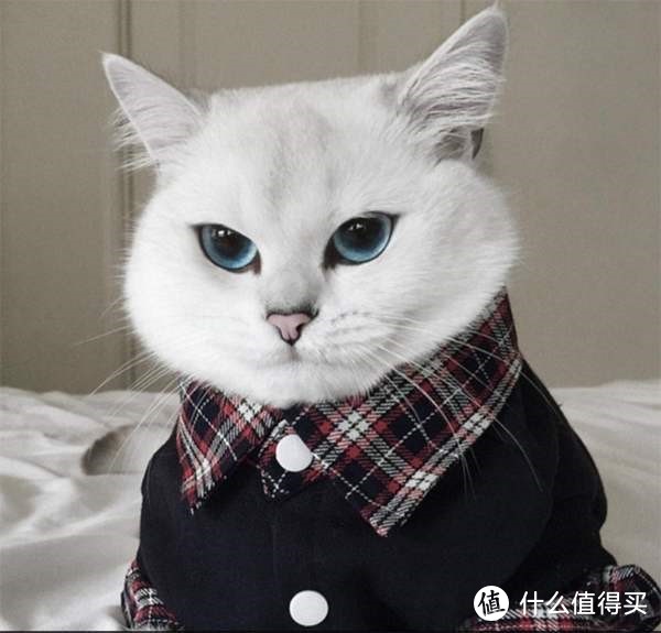 猫粮什么牌子好？猫粮排行榜