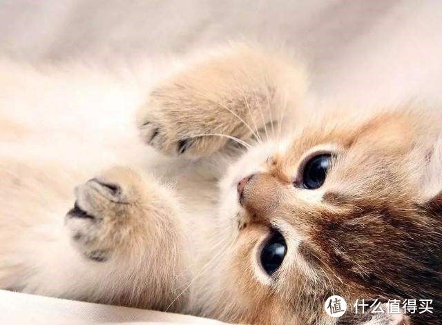 猫粮什么牌子好？猫粮排行榜