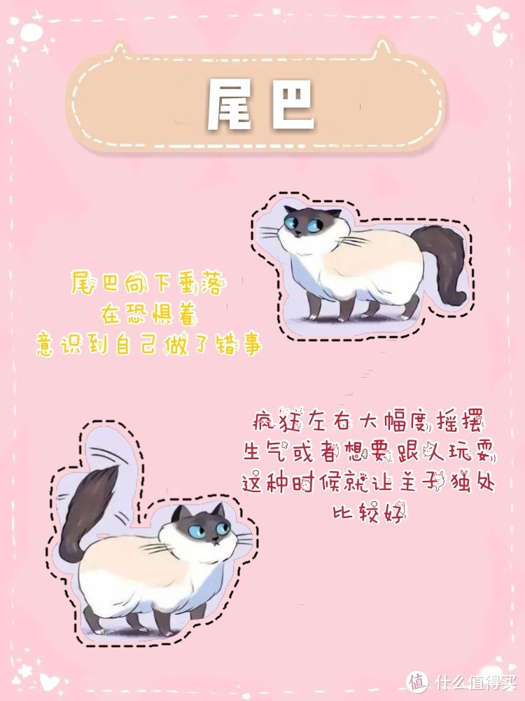 图说养猫知识❗拿走不谢