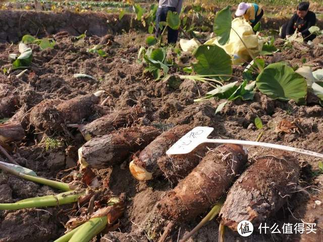 实地考察福鼎槟榔芋后 才发现槟榔芋有多好吃 生鲜食品 什么值得买