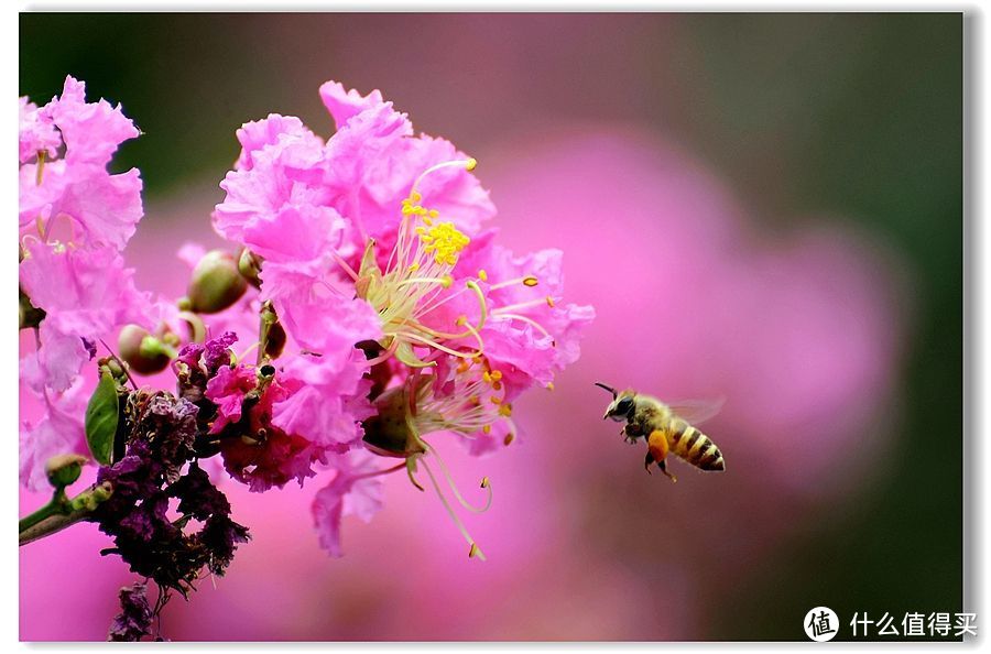 小科普 | 永生花与鲜花大pk，你更心仪哪一个？