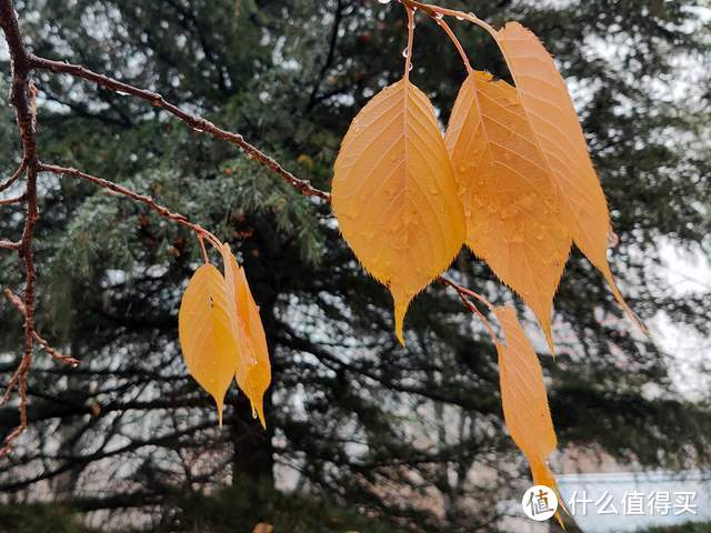 手机摄影：北京的初雪来的好准时和精彩（多图）