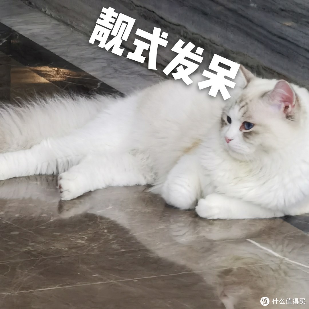 双十二值得无限回购的猫咪用品，吃喝拉撒一次搞定