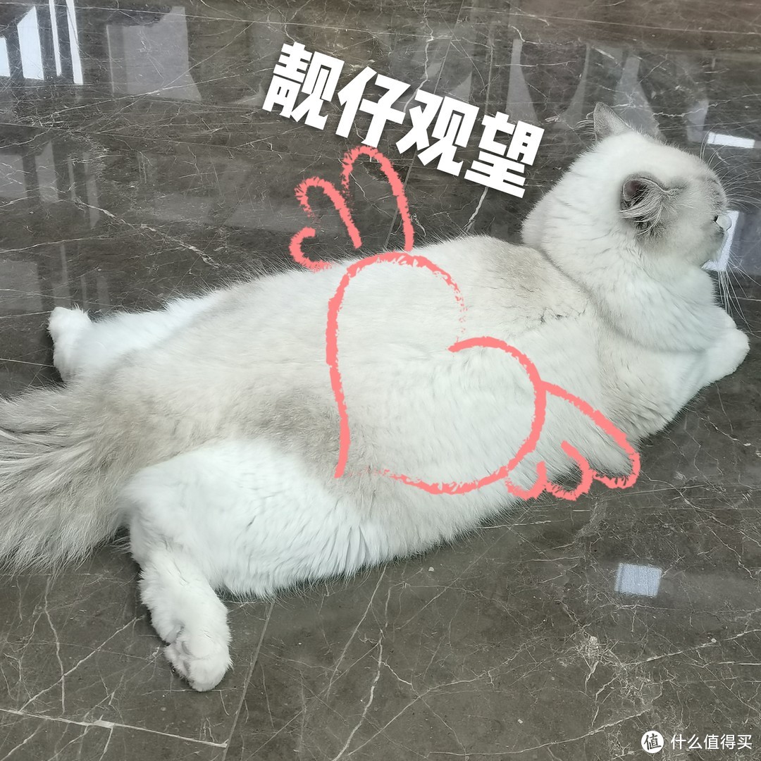 双十二值得无限回购的猫咪用品，吃喝拉撒一次搞定