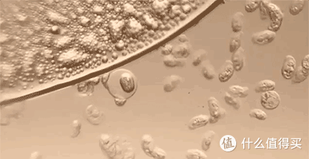 内衣专用洗衣液品牌推荐！4款最好用的内衣清洗剂测评！