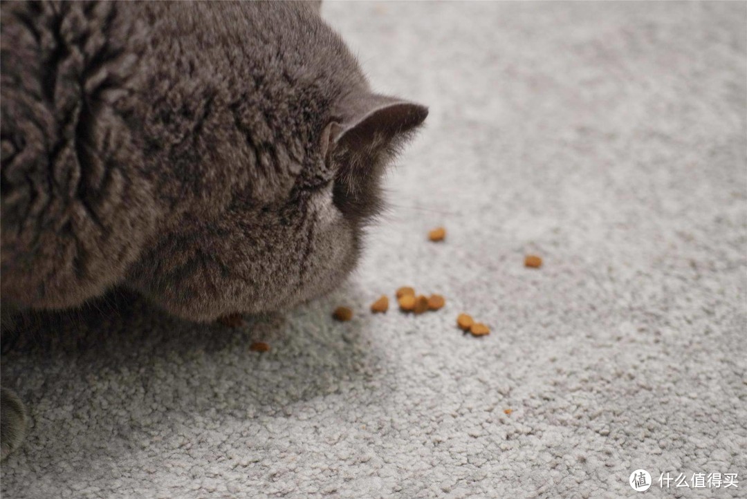 喵星人的主粮如何选择？铲屎官告诉你什么样的猫粮才更好