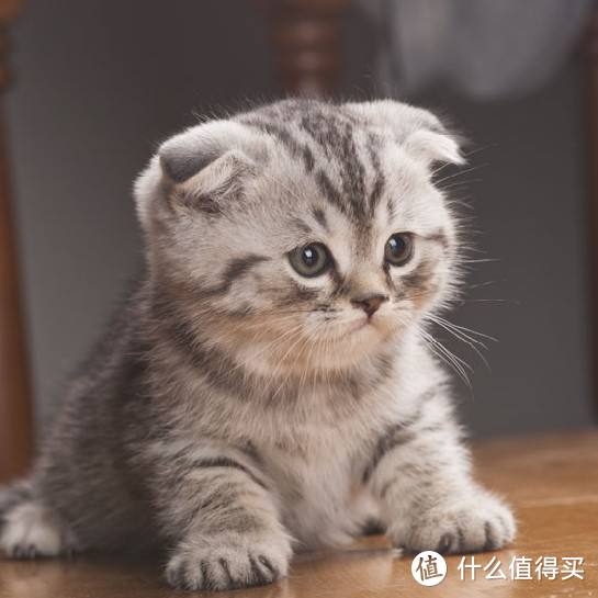 折耳猫吃什么牌子猫粮好？选猫粮要牢记这三点