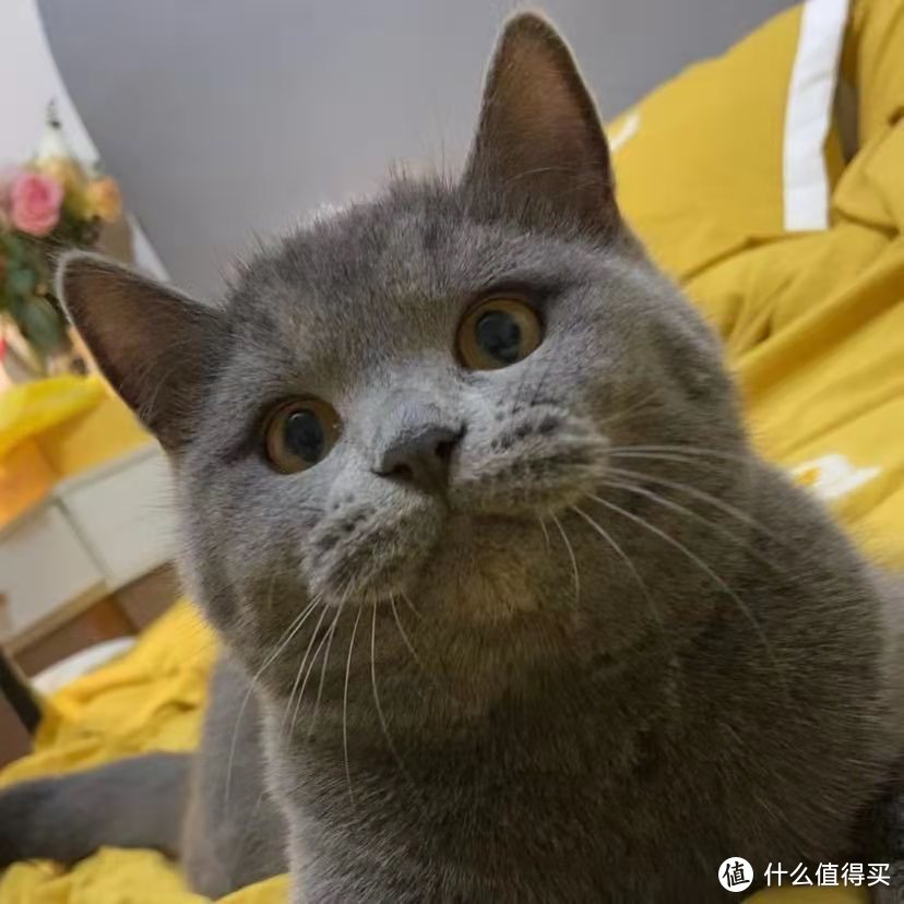 什么样的猫粮比较好？应该选择什么价位的