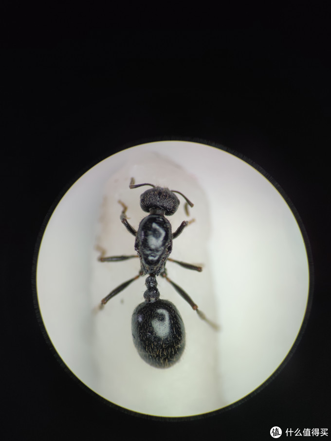 女王之死 三个月养死两只蚁后反思 宠物用品 什么值得买