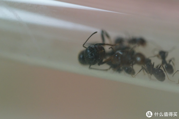 女王之死 三个月养死两只蚁后反思 宠物用品 什么值得买