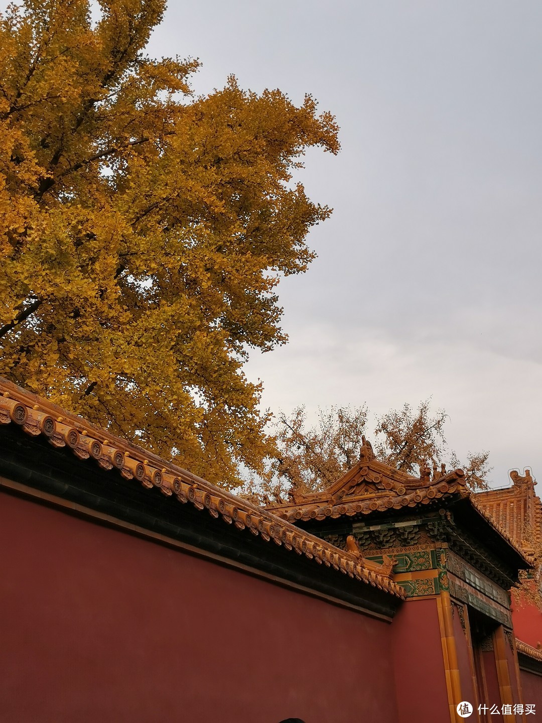 秋日在北京寻找“黄”家贵族（迟到好过不到嘛）