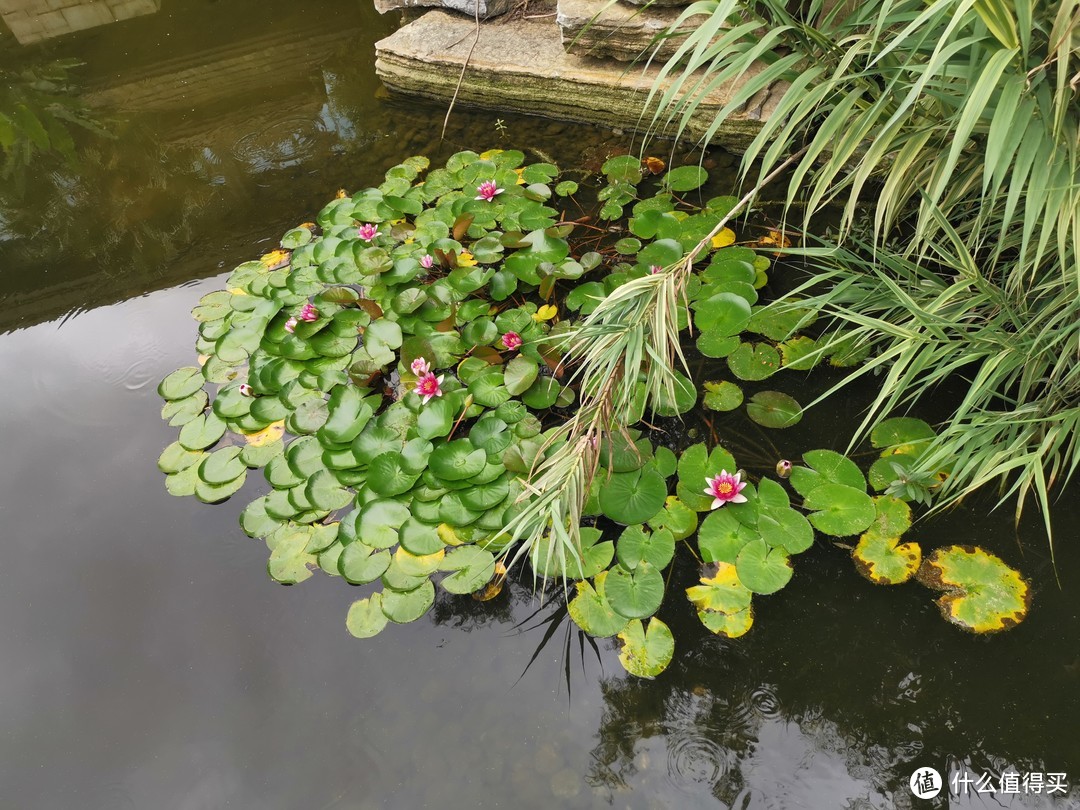 湖水上植物开花了