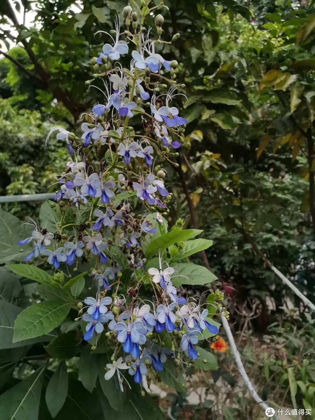 冬季也能花开满园，介绍几种适合岭南秋冬都能盛放的花花--第二季