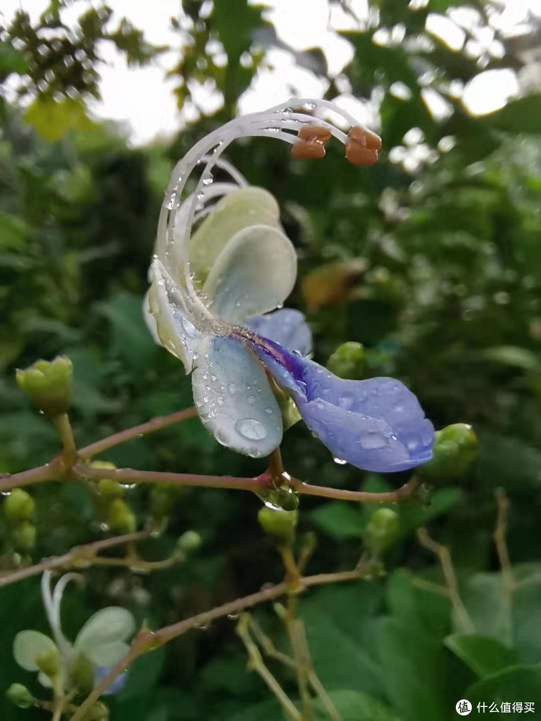 冬季也能花开满园，介绍几种适合岭南秋冬都能盛放的花花--第二季