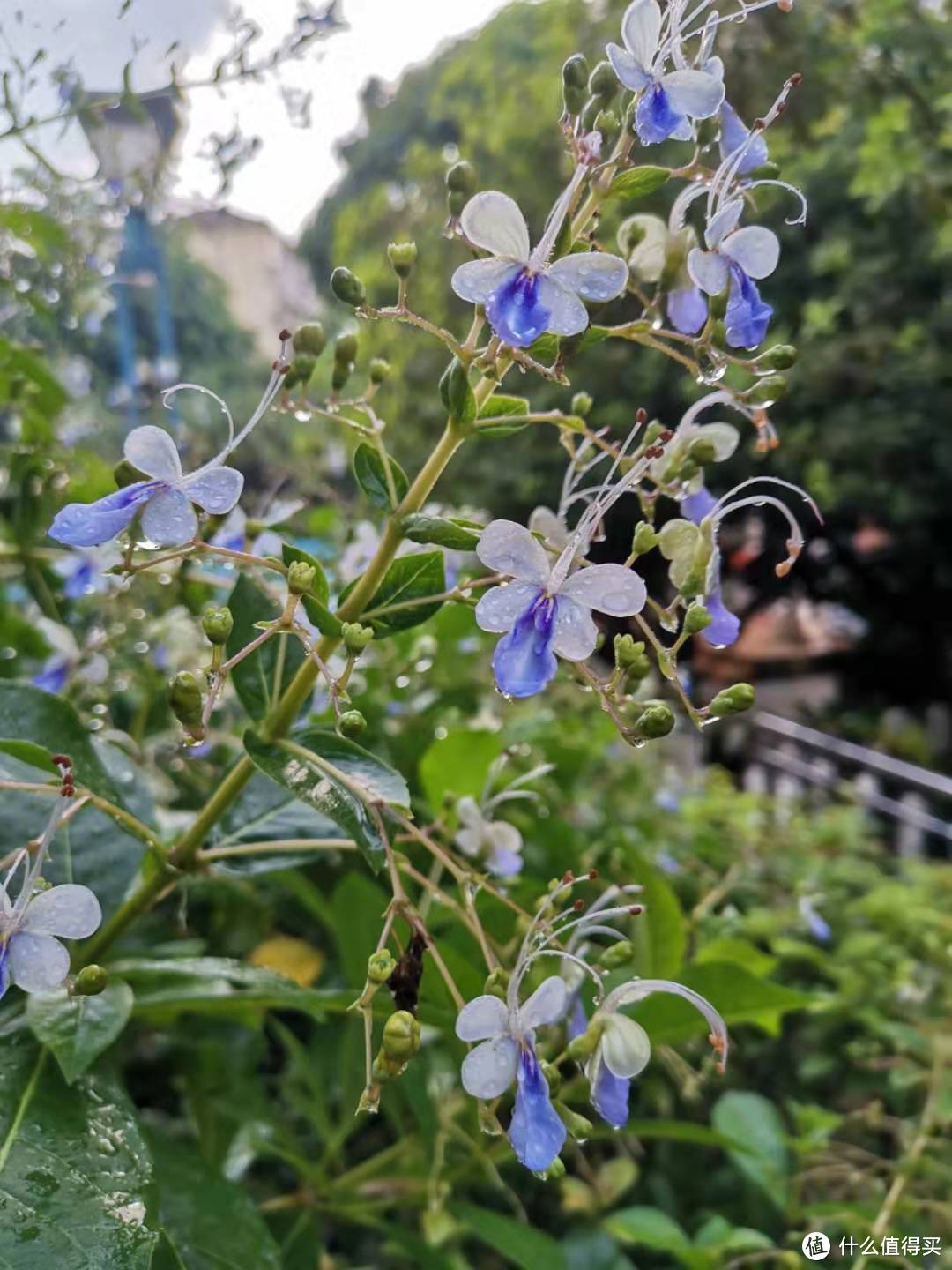 冬季也能花开满园，介绍几种适合岭南秋冬都能盛放的花花--第二季