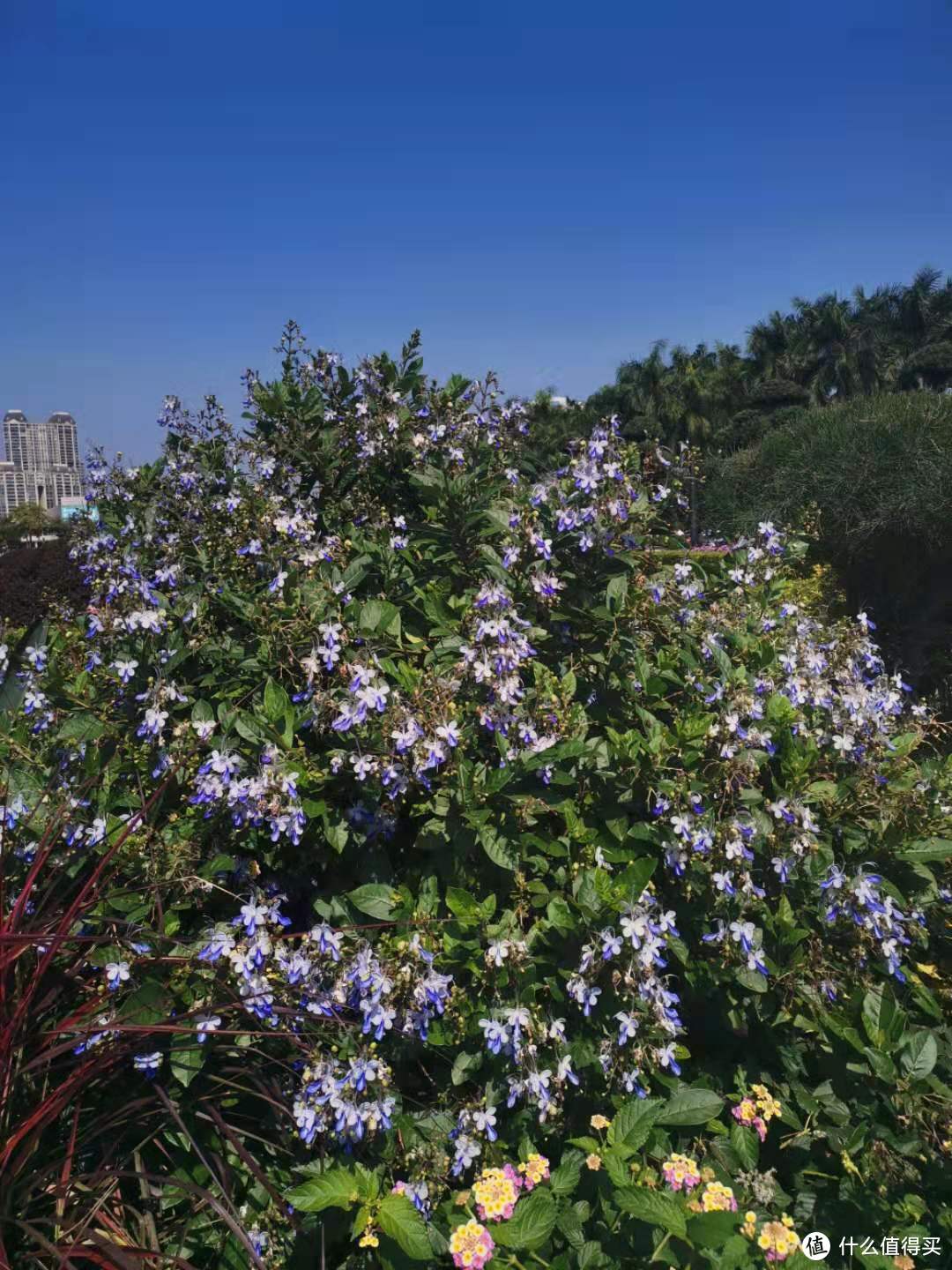 冬季也能花开满园，介绍几种适合岭南秋冬都能盛放的花花--第二季