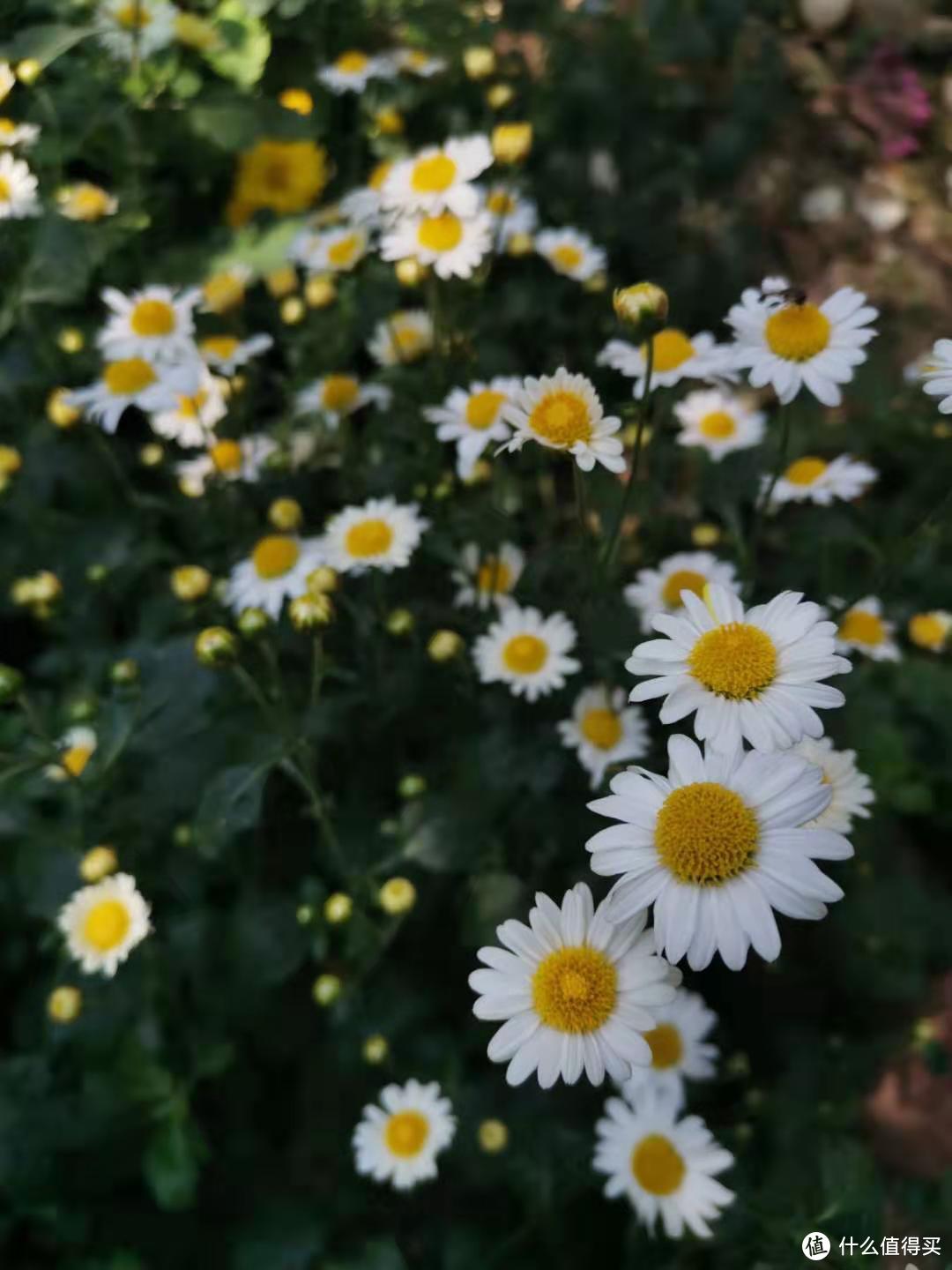 这个是可以泡茶的小白菊