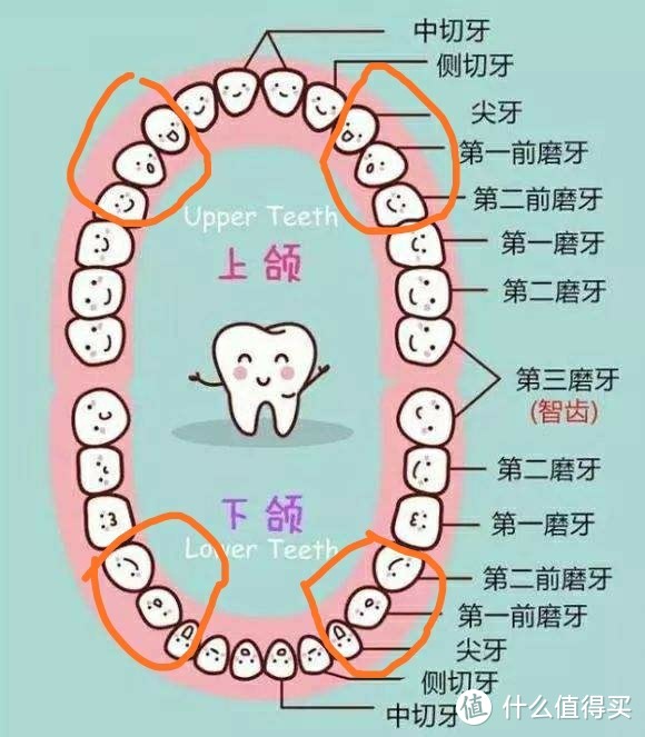 易发生楔状缺损的牙齿