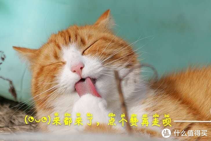 冬天来了，自己动手做个猫温室/宠物猫窝智能恒温加热猫锅狗窝床泰迪猫咪用