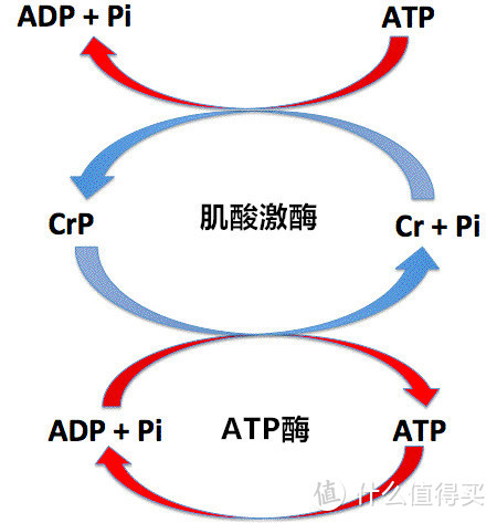 有氧运动30分钟以上才会燃烧脂肪 你被这个观点骗了多久 运动健康 什么值得买