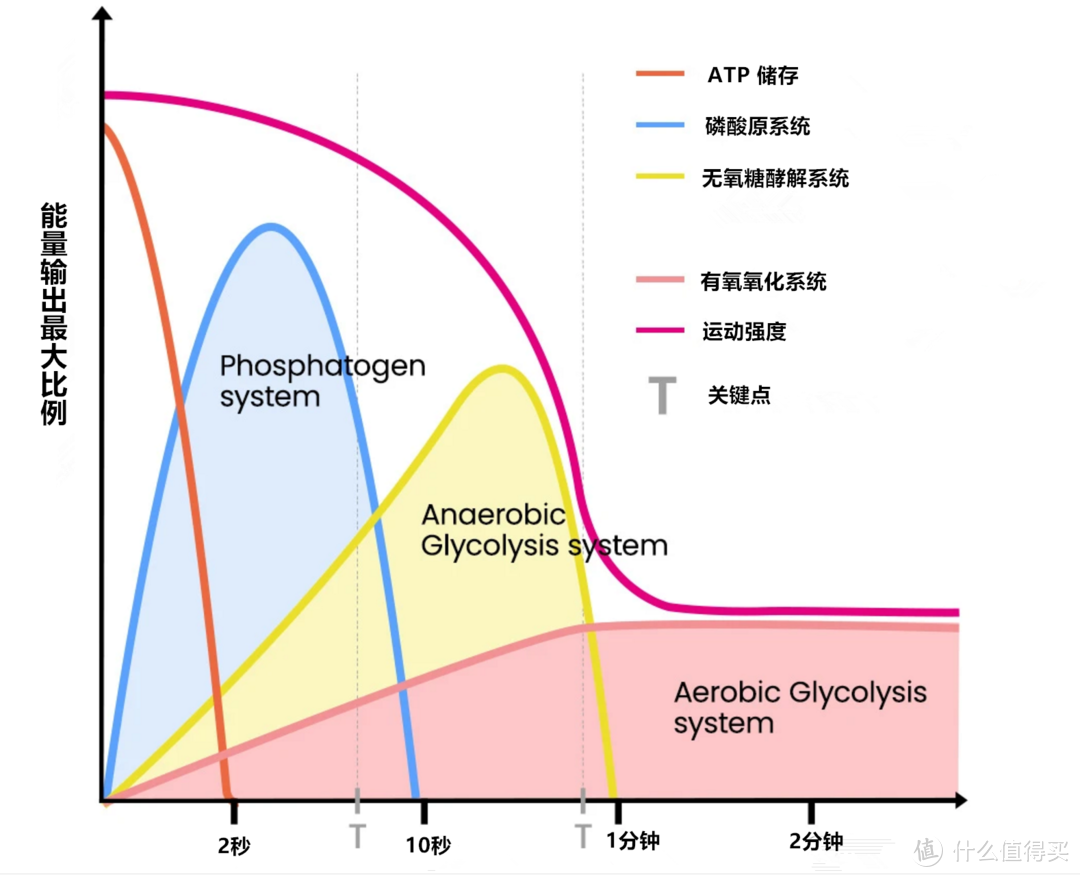 有氧运动30分钟以上才会燃烧脂肪？你被这个观点骗了多久？