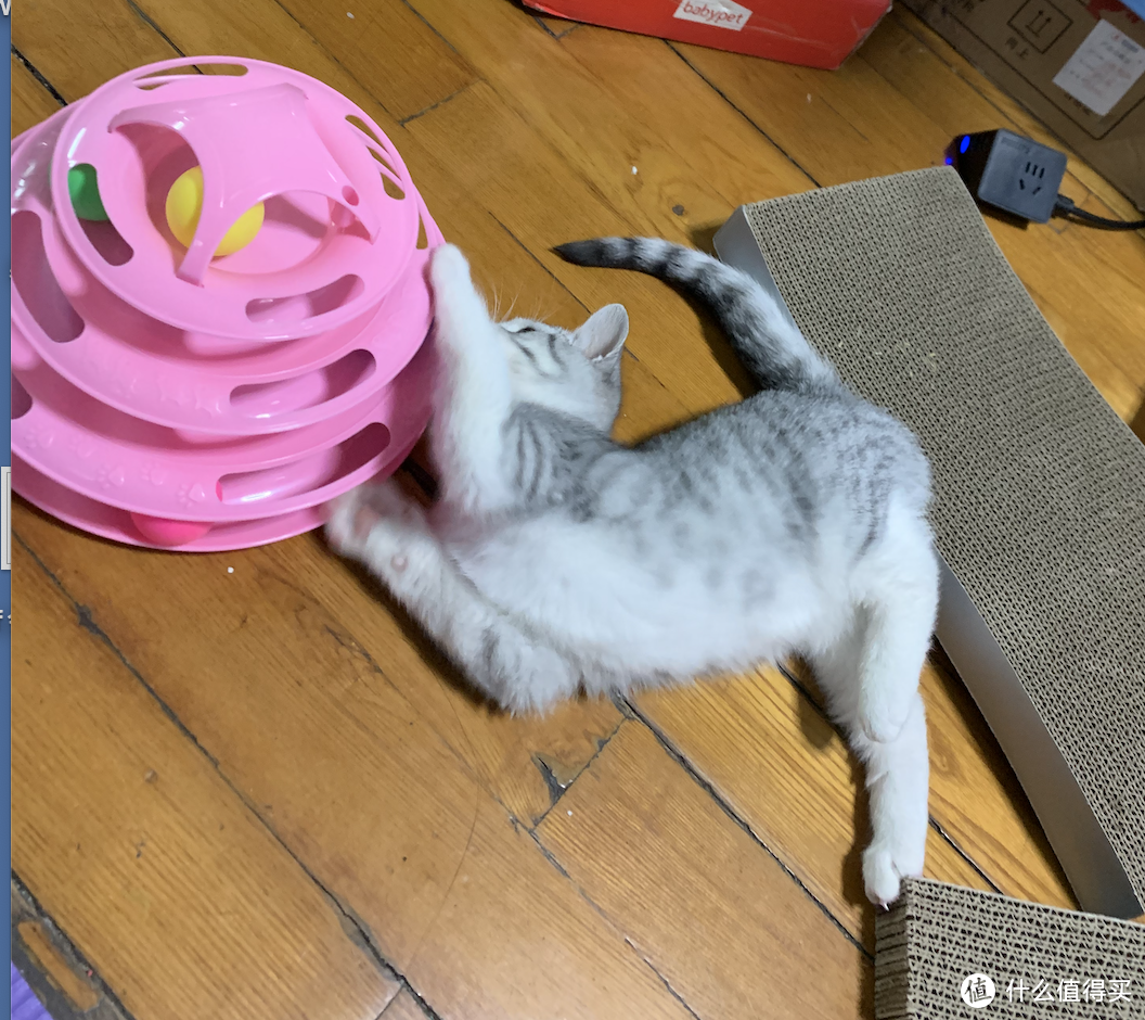 1岁快乐！大型晒猫现场！汇总今年给他买过的猫咪用品！新手养猫进来看～