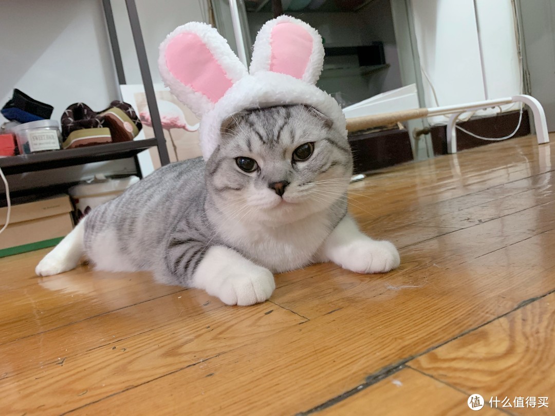 1岁快乐！大型晒猫现场！汇总今年给他买过的猫咪用品！新手养猫进来看～