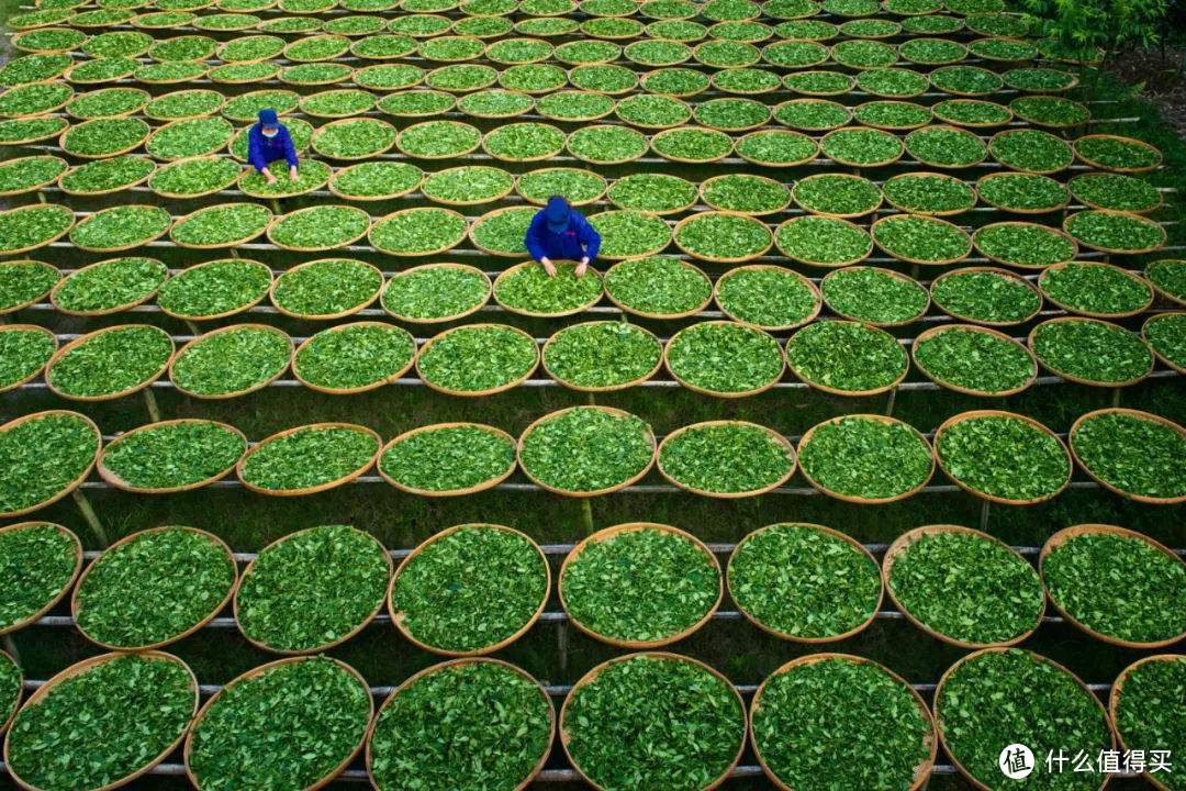 一种能喝出阳光味道的茶