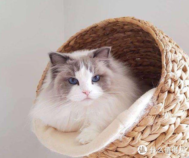 猫粮什么牌子好又便宜，无限回购不踩雷的全价猫粮推荐