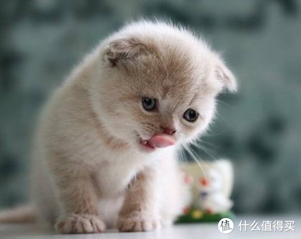 猫粮什么牌子好又便宜，无限回购不踩雷的全价猫粮推荐