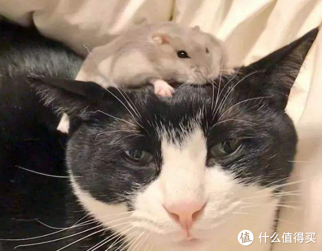 猫粮什么牌子好又便宜，无限回购不踩雷的全价猫粮推荐