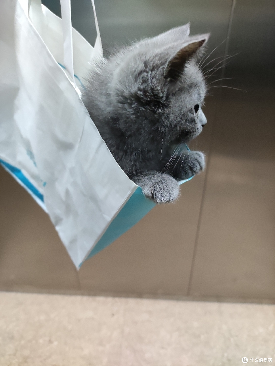 猫猫篇二 猫猫篇四 领养一只弱弱的小猫两个月的体验 宠物用品 什么值得买